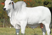 Nelore