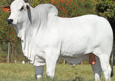 escneloreraca640