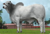 Nelore