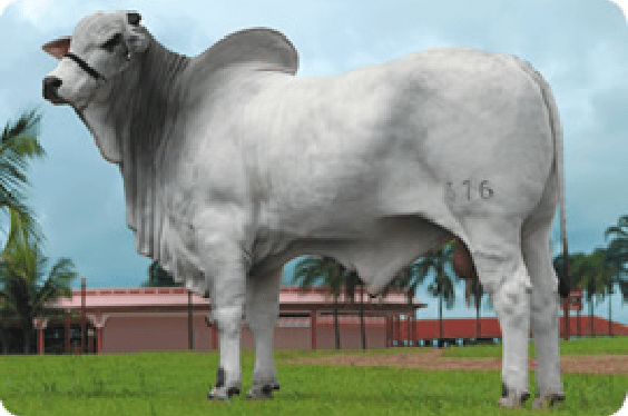 Nelore